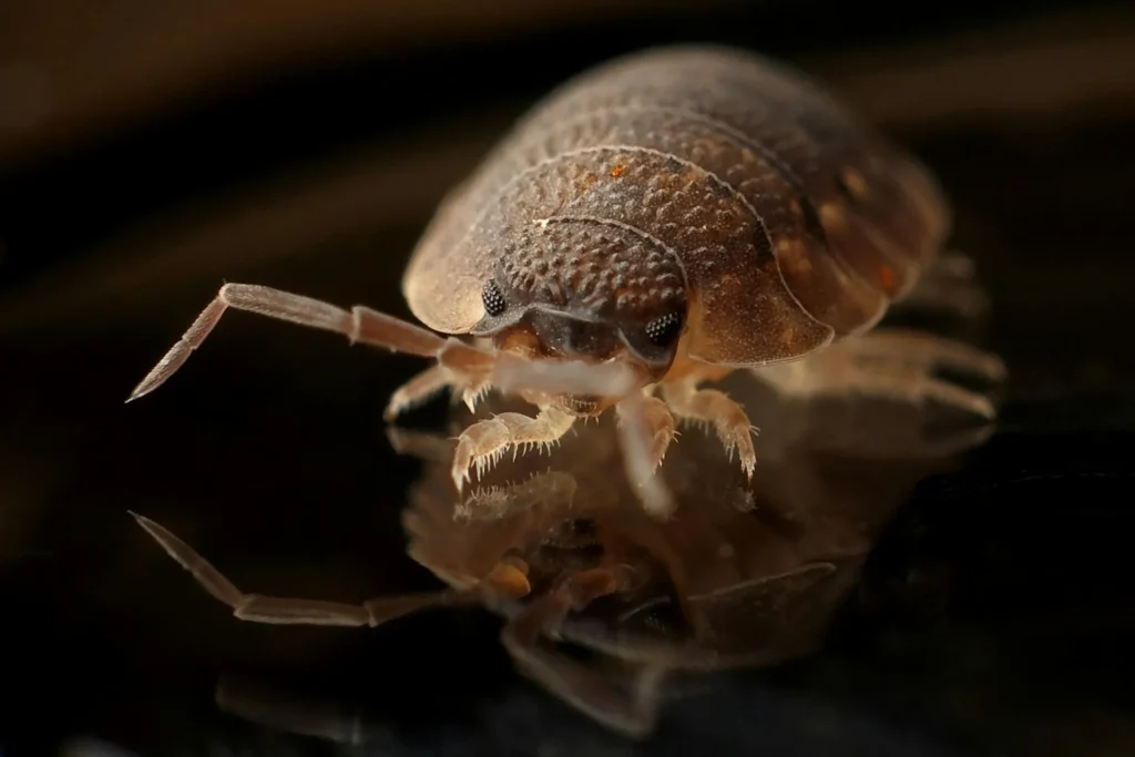 Bed-Bug-Treatment - Holbrook Pest Control Pros | Holbrook, NY | 631-866-0099
