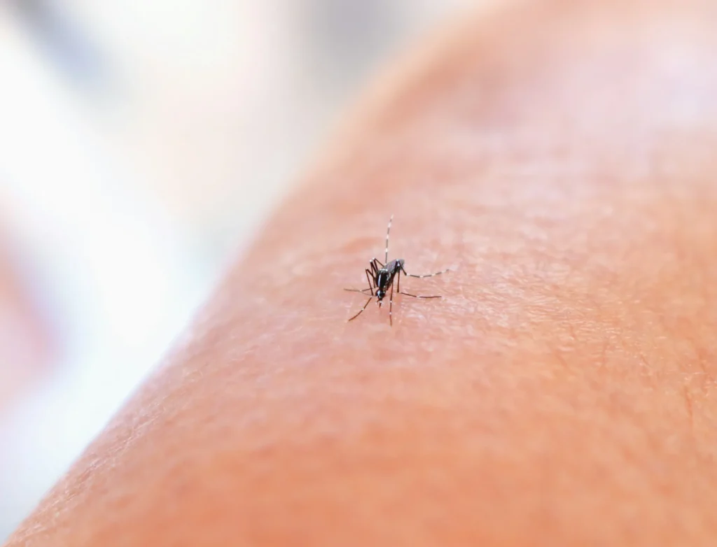 Mosquito Control - Holbrook Pest Control Pros | Holbrook, NY | 631-866-0099